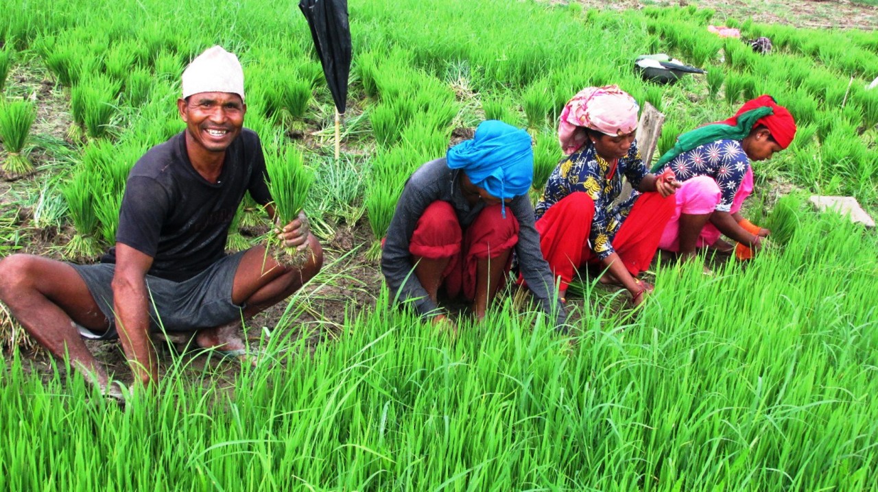हालसम्म २७ प्रतिशत रोपाइँ